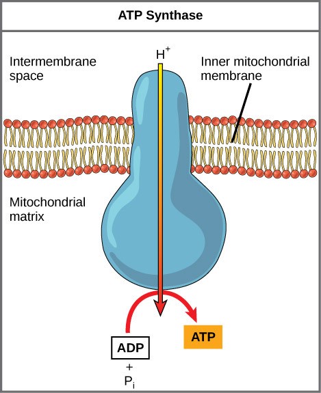 Figure 28.2. ATP synthase is a complex, molecular machine that uses a proton (H+) gradient to form ATP from ADP and inorganic phosphate (Pi).