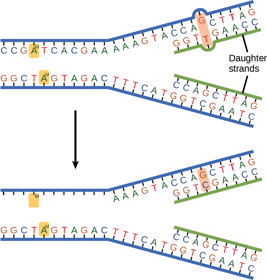 Figure 6.4. In mismatch repair, the incorrectly added base is detected after replication. The mismatch repair proteins detect this base and remove it from the newly synthesized strand by nuclease action. The gap is now filled with the correctly paired base.