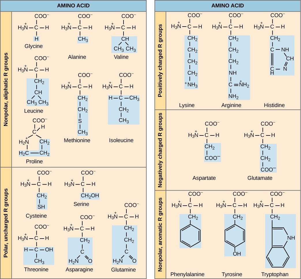 Figure 21.4 There are 20 common amino acids commonly found in proteins, each with a different R group (variant group) that determines its chemical nature.