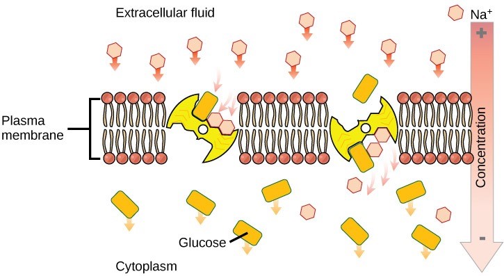 Figure 22.10 An electrochemical gradient, which primary active transport creates, can move other substances against their concentration gradients, a process scientists call co-transport or secondary active transport.