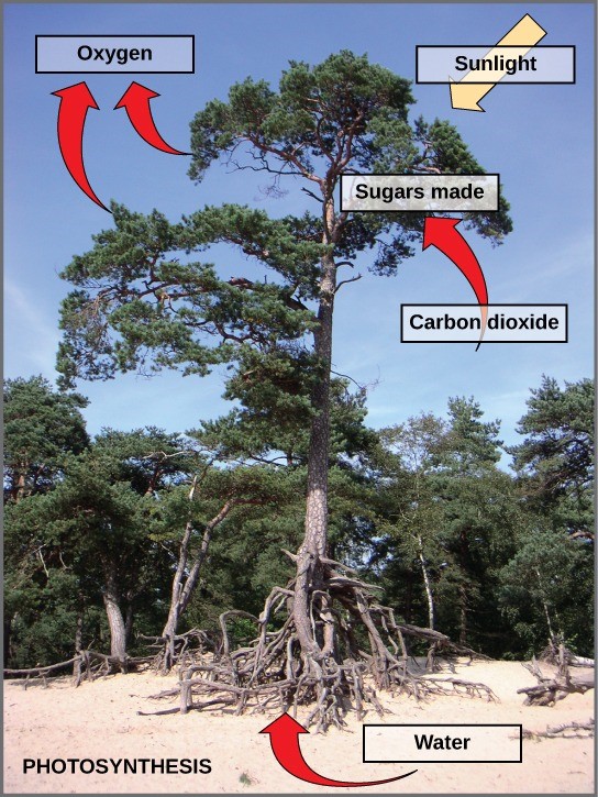 Figure 23.4 Photosynthesis uses solar energy, carbon dioxide, and water to produce energy-storing carbohydrates. Oxygen is generated as a waste product of photosynthesis.