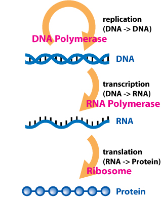 Figure 15.2. The Central Dogma. Genes, composed of DNA, are transcribed and translated to form proteins.