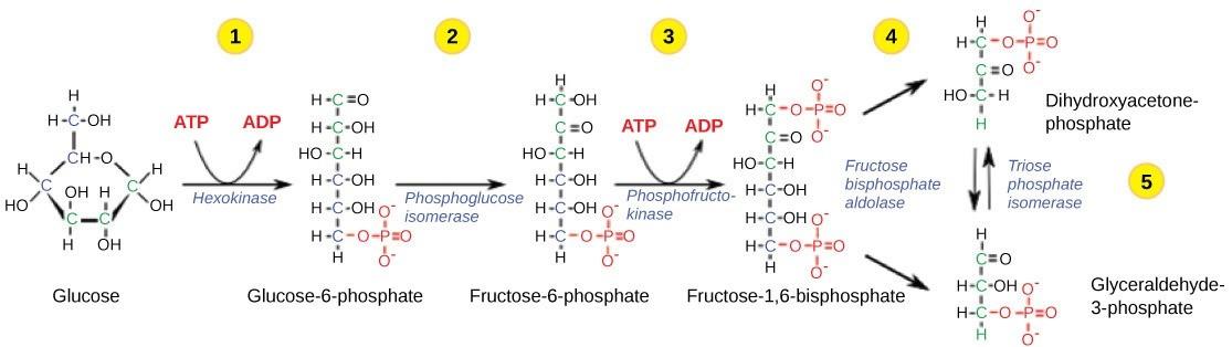 Figure 26.11 The first half of glycolysis uses two ATP molecules in the phosphorylation of glucose, which is then split into two three-carbon molecules.