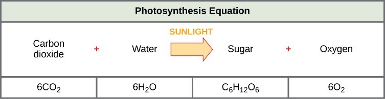 Figure 23.5. The basic equation for photosynthesis is deceptively simple. In reality, the process takes place in many steps involving intermediate reactants and products. Glucose, the primary energy source in cells, is made from two three-carbon G3Ps.