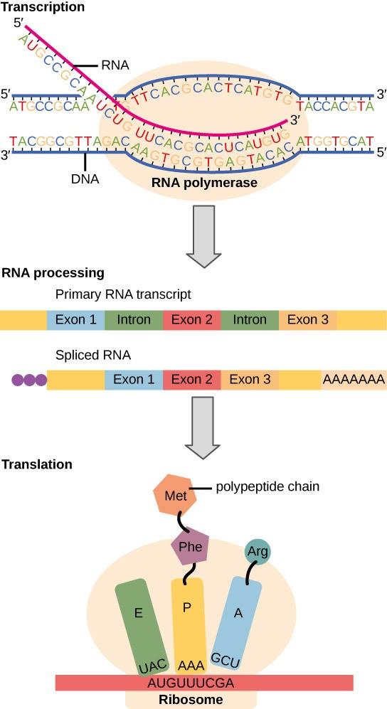 Figure 15.2. Instructions on DNA are transcribed onto messenger RNA. After the mRNA is processed, ribosomes read the genetic information inscribed on a strand of messenger RNA(red) and use this information to string amino acids together into a protein.