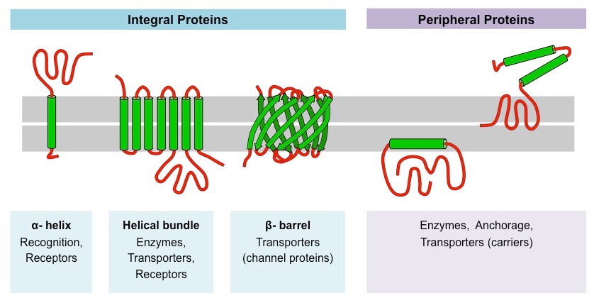 Figure 22.3. Figure depicting both integral and peripheral proteins associated with the cell membrane. Integral proteins span the cell membrane. Three types of integral membrane proteins are alpha helices, helical bundles, and beta barrels. Peripheral membrane proteins are anchored in the cell membrane and have segments that face only one side of the membrane.