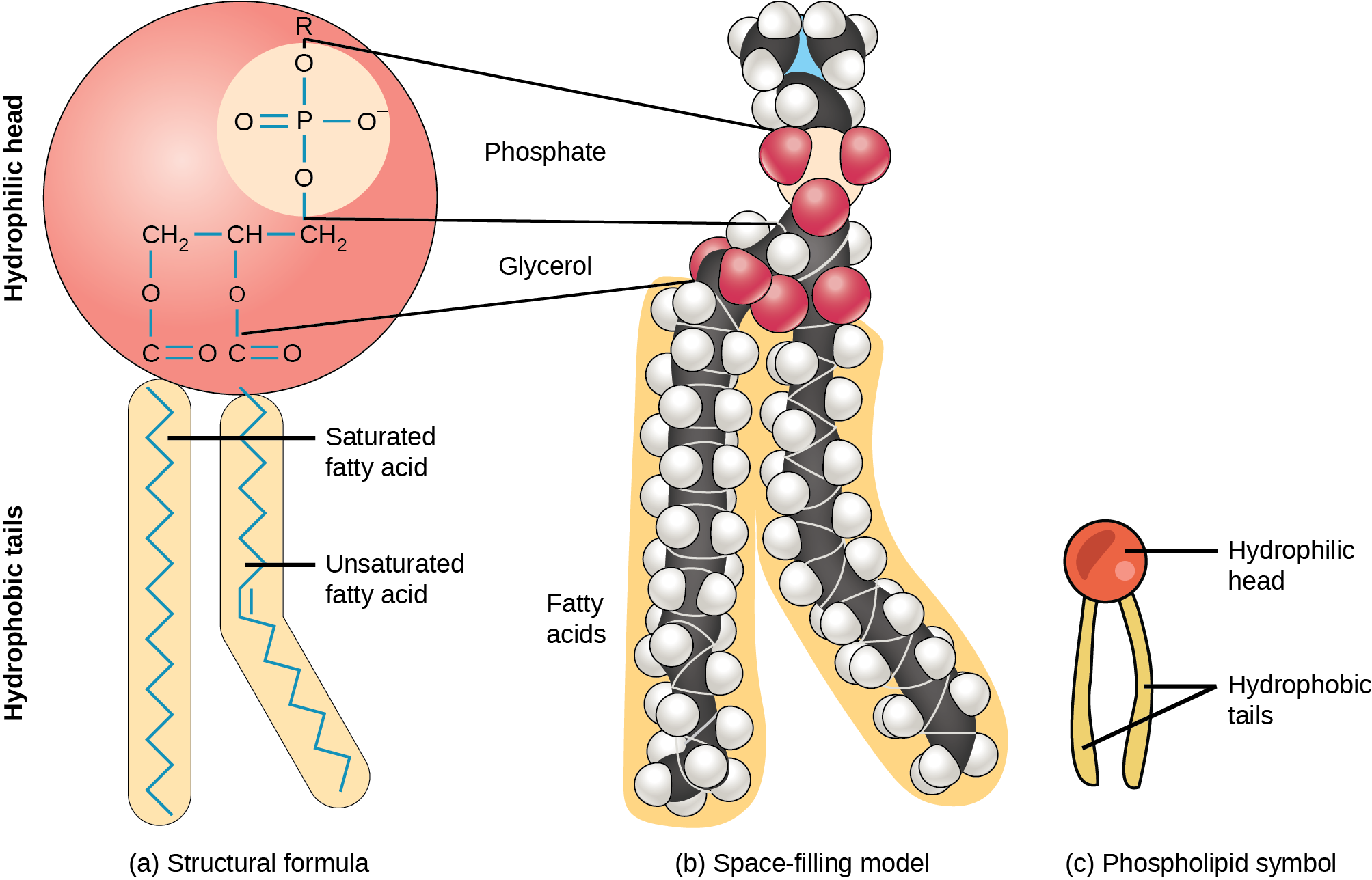 Figure 22.2. A hydrophilic head and two hydrophobic tails comprise this phospholipid molecule. The hydrophilic head group consists of a phosphate-containing group attached to a glycerol molecule. The hydrophobic tails, each containing either a saturated or an unsaturated fatty acid, are long hydrocarbon chains.