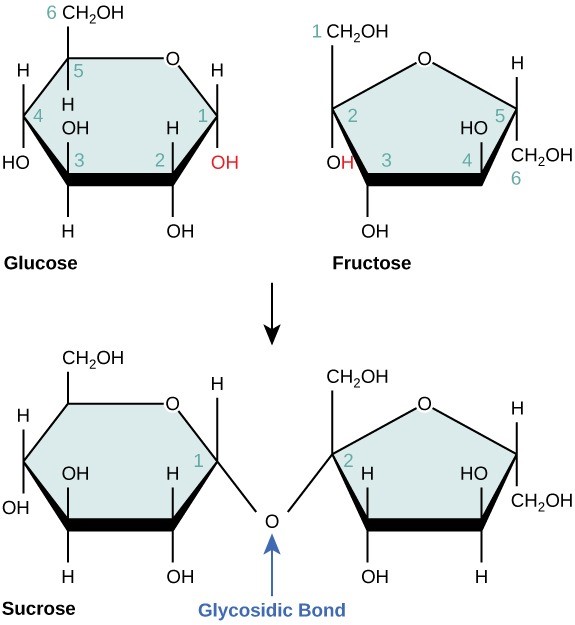 Figure 29.7. Sucrose forms when a glucose monomer and a fructose monomer join in a dehydration reaction to form a glycosidic bond. In the process, a water molecule is lost. By convention, the carbon atoms in a monosaccharide are numbered from the terminal carbon closest to the carbonyl group. In sucrose, a glycosidic linkage forms between carbon 1 in glucose and carbon 2 in fructose.