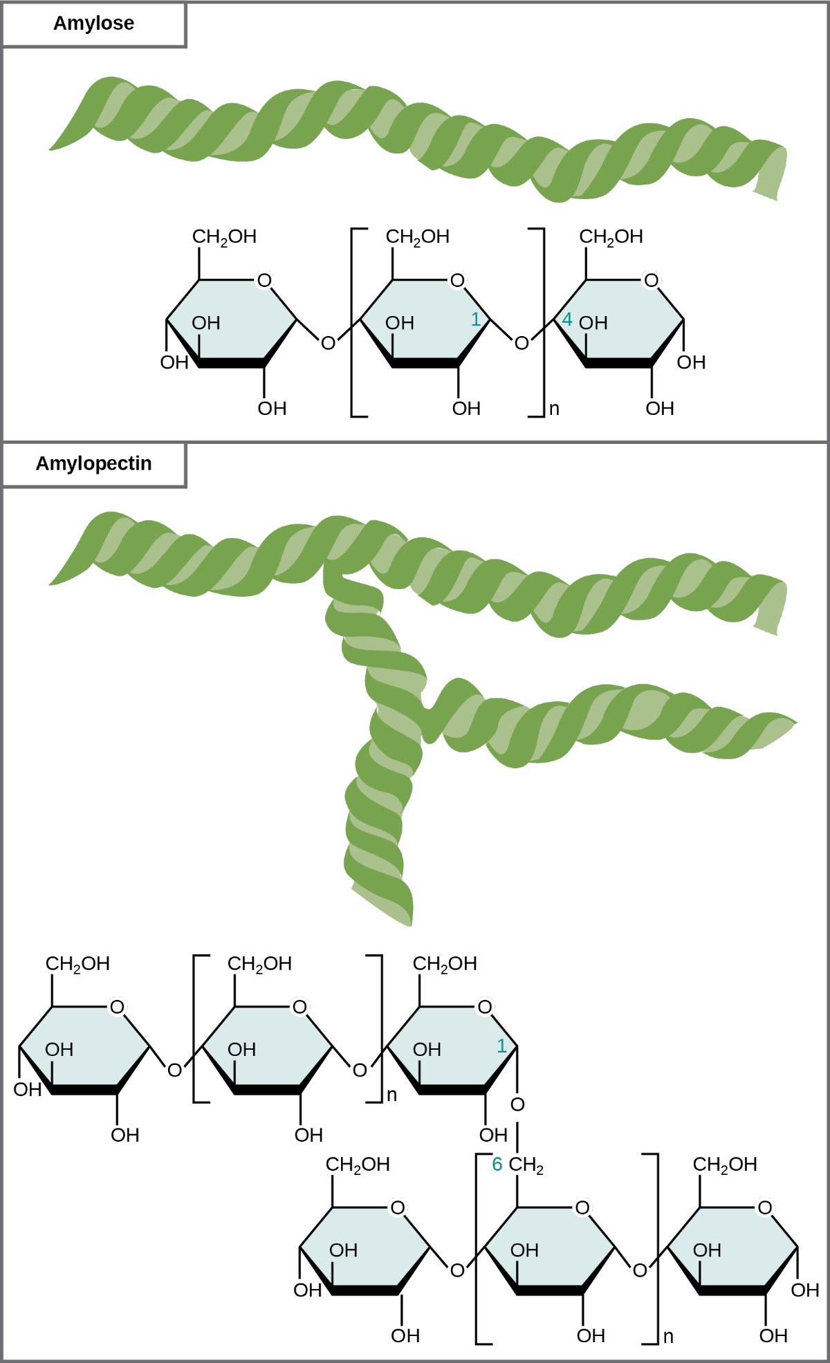 Figure 29.8 Amylose and amylopectin are two di erent starch forms. Unbranched glucose monomer chains comprise amylose by α 1-4 glycosidic linkages. Branched glucose monomer chains comprise amylopectin by α 1-4 and α 1-6 glycosidic linkages. Because of the way the subunits are joined, the glucose chains have a helical structure. Glycogen (not shown) is similar in structure to amylopectin but more highly branched.