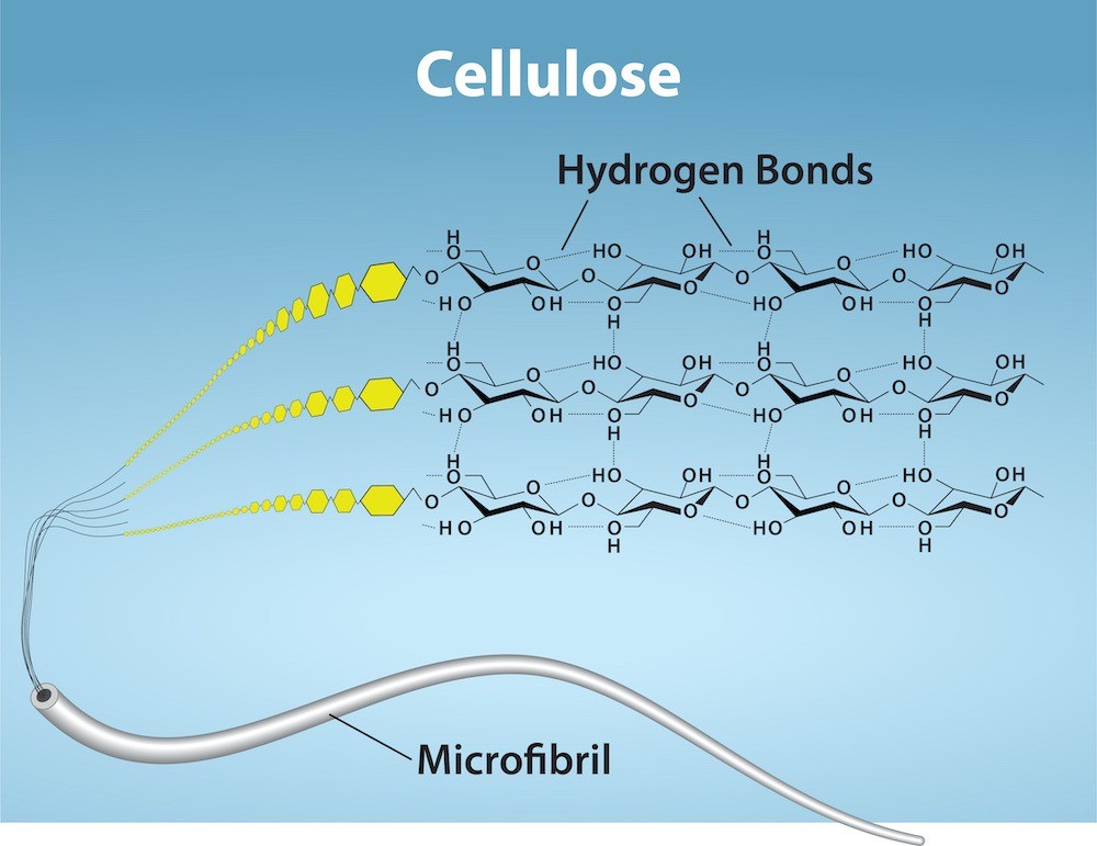 Figure 29.9 Cellulose is an organic compound composed of linear chains of hundreds to thousands of linked glucose molecules. The glucose monomers form hydrogen bonds, holding the chains firmly together side-by-side and form strong microfibrils. This rigidity is an important structural component of the cell walls found in plants.