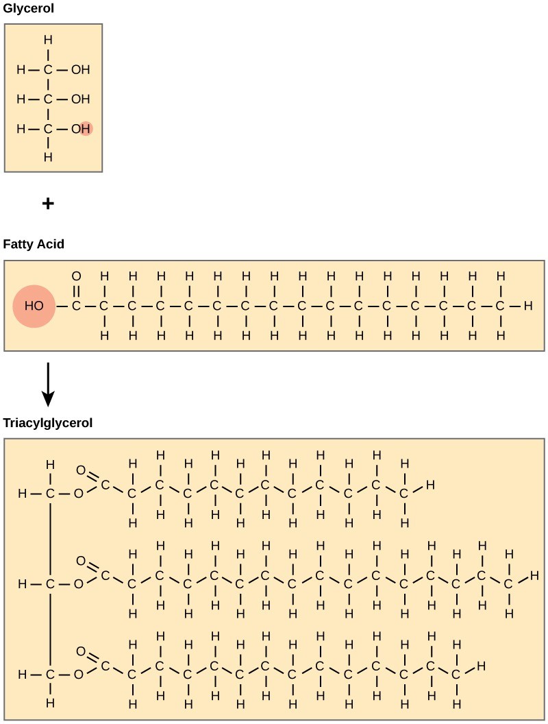 Figure 29.10. Joining three fatty acids to a glycerol backbone in a dehydration reaction forms triacylglycerol. Three water molecules release in the process.