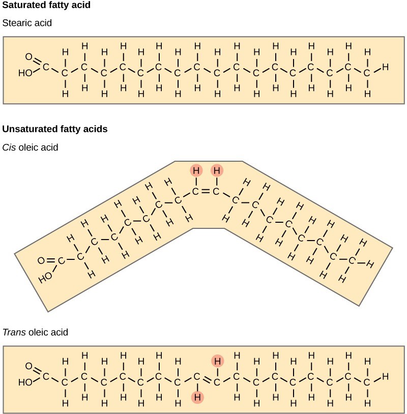 Figure 29.13. Saturated fatty acids have hydrocarbon chains connected by single bonds only. Unsaturated fatty acids have one or more double bonds. Each double bond may be in a cis or trans configuration. In the cis configuration, both hydrogens are on the same side of the hydrocarbon chain. In the trans configuration, the hydrogens are on opposite sides. A cis double bond causes a kink in the chain.