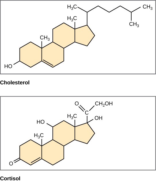 Figure 23.12 Four fused hydrocarbon rings comprise steroids such as cholesterol and cortisol.