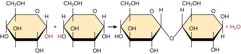 Figure 29.1 In the dehydration synthesis reaction above, two glucose molecules link to form the disaccharide maltose. In the process, it forms a water molecule.