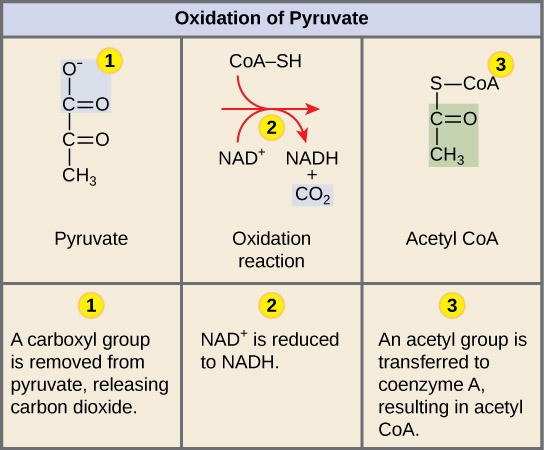 Figure 27.1. Upon entering the mitochondrial matrix, a multi-enzyme complex converts pyruvate into acetyl CoA. In the process, carbon dioxide is released, and one molecule of NADH is formed.