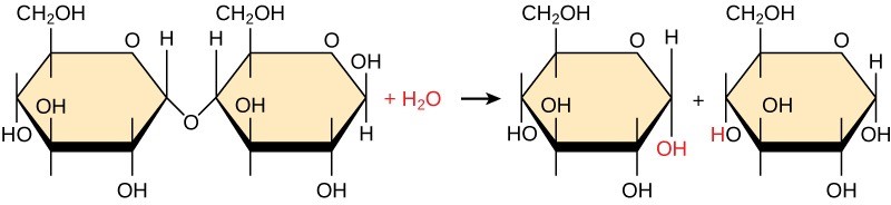 Figure 29.2 In the hydrolysis reaction here, the disaccharide maltose breaks down to form two glucose monomers by adding a water molecule. Note that this reaction is the reverse of the synthesis reaction.