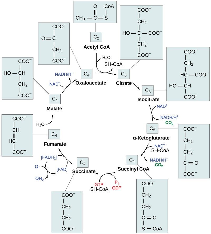 Figure 27.2. In the citric acid cycle, the acetyl group from acetyl CoA is attached to a four-carbon oxaloacetate molecule to form a six-carbon citrate molecule. Through a series of steps, citrate is oxidized, releasing two carbon dioxide molecules for each acetyl group fed into the cycle. In the process, three NAD+ molecules are reduced to NADH, one FAD molecule is reduced to FADH2, and one ATP or GTP (depending on the cell type) is produced (by substrate-level phosphorylation). Because the final product of the citric acid cycle is also the first reactant, the cycle runs continuously in the presence of sufficient reactants