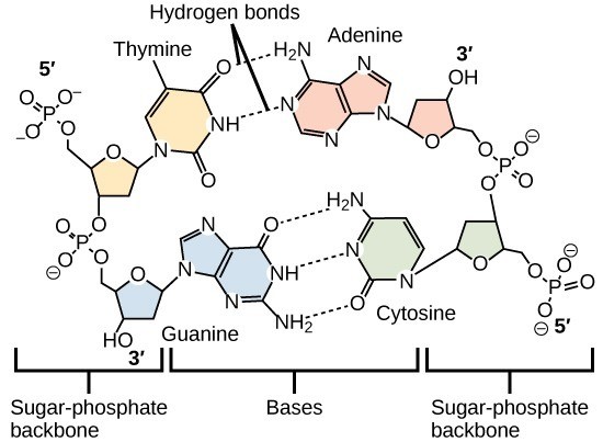 Figure 29.5 Hydrogen bonds connect two strands of DNA together to create the double-helix structure.