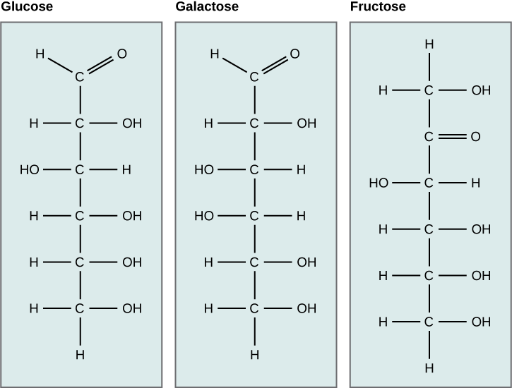 Figure 29.6. Glucose, galactose, and fructose are all hexoses. They are structural isomers, meaning they have the same chemical formula (C6H12O6) but a different atom arrangement.